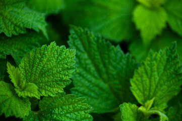 spring background. young green leaves