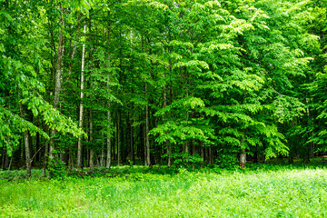 Białowieski Park Narodowy Białowieża Podlasie Drzewa las trawa natura © Dariusz