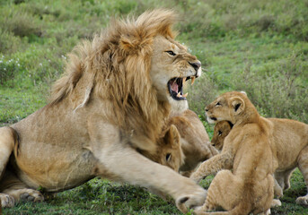 Male lion snarling at annoying cubs, Ngorongoro Conservation Area, Tanzania