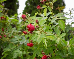 Red rose flowers