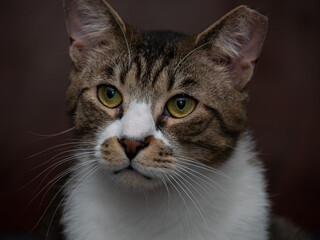 House Cat with Large Eyes