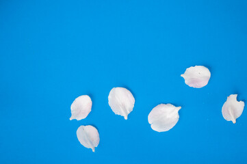 close-up of twig blossoming apple tree with petals on a blue background. place for text, selective focus