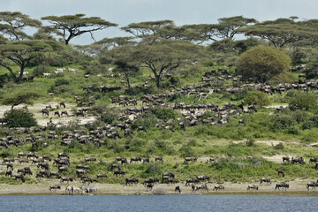 Wildebeests and zebras grazing on hillside, Ngorongoro Conservation Area, Tanzania