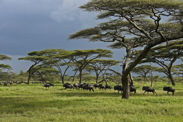 Wildebeests migrating through acacia trees, Ngorongoro Conservation Area, Tanzania
