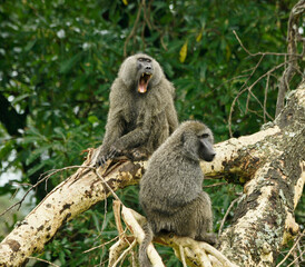 Olive baboons (one yawning) sitting in tree, Ngorongoro Crater, Tanzania