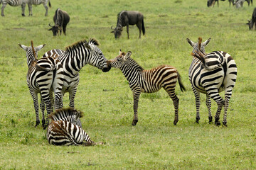 Fototapeta na wymiar Common zebras (with foals) and wildebeests, Ngorongoro Crater, Tanzania