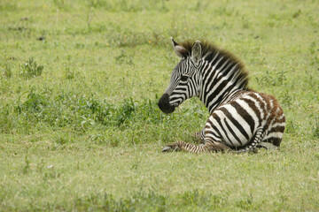 Burchell's (common, plains) zebra foal resting in grass, Ngorongoro Crater, Tanzania
