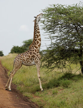 Masai giraffe browsing on acacia tree beside road, Serengeti National Park, Tanzania