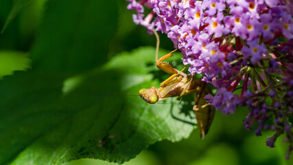 Macro of little child male European Mantis or Praying Mantis (Mantis Religiosa) sits on flower Buddleja davidii and looks into camera. Close-up in natural habitat with copy space