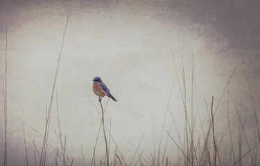 Western Bluebird Morning