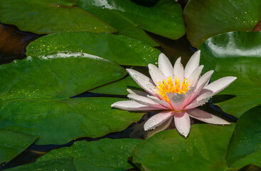 Bright pink water lily or lotus flower Marliacea Rosea in garden pond. Close-up of Nymphaea with water drops on blurry green water. Flower landscape for nature wallpaper. Selective focus
