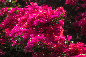 pink flowers in the garden. bougainvillea glabra
