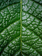 Green leaf texture