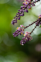 closeup little purple flowers. macro.