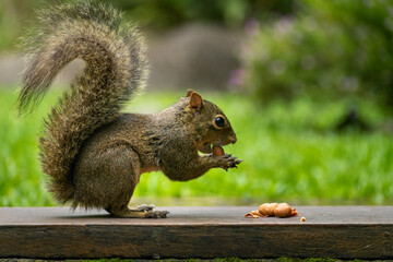 squirrel eating nut closeup