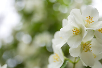 White jasmine flower close up