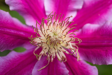 Texture of clematis flower closeup