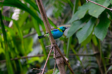 exotic brazilian colorful bird. tangara seledon