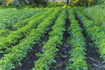 Fototapeta na wymiar Even converging rows of growing green potatoes. Not flowering potatoes in spring in garden. Young potato Growing in vegetable garden