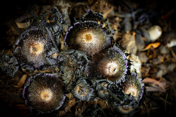 Overhead closeup view of a clump of toadstool fungi showing detailed radial patterns in shades of brown, orange and purple.