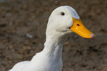 Portrait of a white pekin duck
