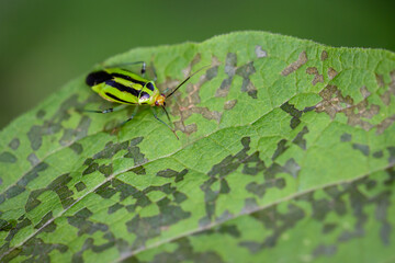 A Fourlined Plant Bug feeds on a leaf in Toronto, Ontario's Taylor Creek Park.