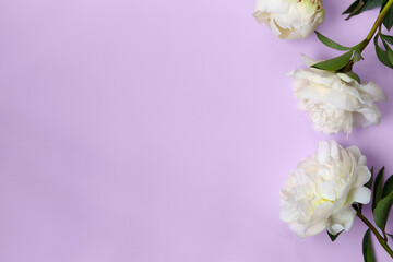Fototapeta na wymiar Floral background with white peonies on violet background and empty space for your text and design. Summer mock ups and templates. Bridal romantic concept. Decorative still life floral composition.