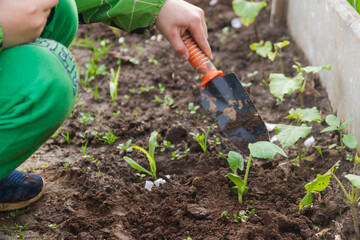 Plant the sprout in the ground with dirty hands. The garden in the spring, the useful labor of the child. A boy in a green jacket plants a plant. The child helps the family in the garden.