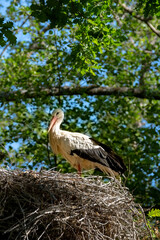 Weißstorch im Nest auf Baum (Ciconia Ciconia)