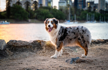 Australian Shepherd Dog in urban city. 