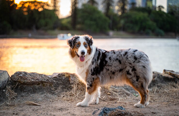 Australian Shepherd Dog in urban city. 