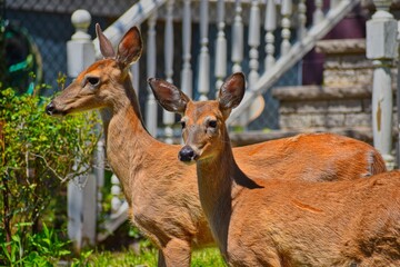 white tale deer