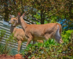 white tale deer