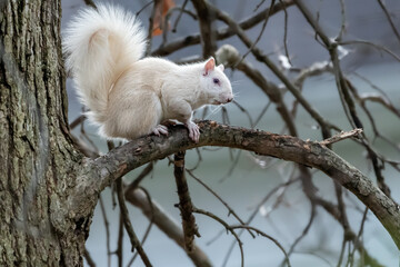 Albino squirrel resting on a branch in a tree