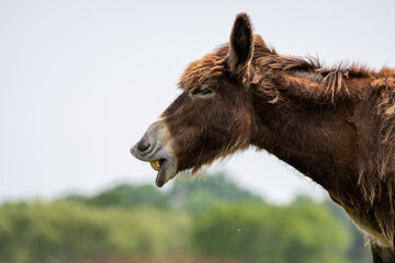 Braying poitou donkey braying with a green and blue blurred background