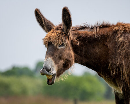 Braying poitou donkey braying with a green and blue blurred background