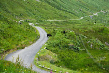 Road trough the hills, Scotland Europe.
