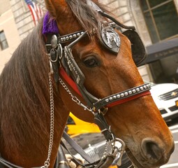 Obraz premium portrait of a horse