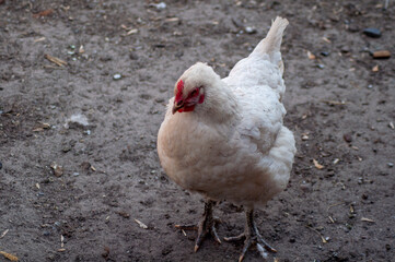 white rooster stands on damp ground