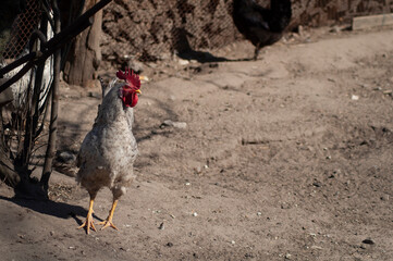 white rooster stands on damp ground