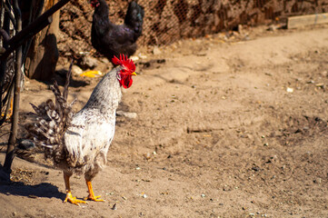 white rooster stands on damp ground