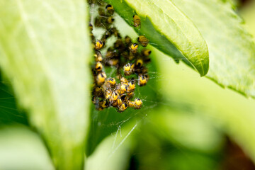 Macro of spider nest with babys garden spiders 5