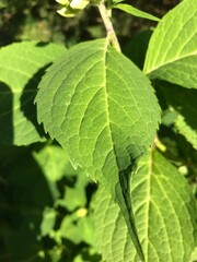 close up of a hydrangea leaf