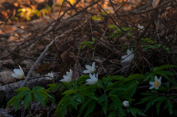 Fototapeta premium White anemone flowers in the awakening spring forest. First flowers in early spring. close up first white spring forest anemone