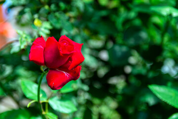Red rose close-up. Selective focus. on a green background.