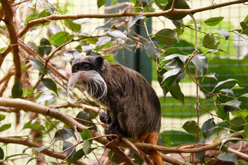 Emperor tamarin sitting on a branch in the zoo.
