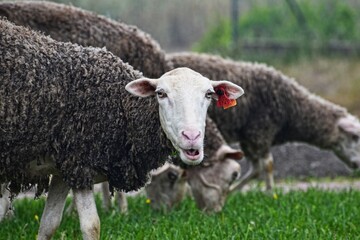 sheep on the meadows