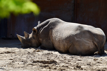 Rhinoceros laying on the ground during hot summer day.  