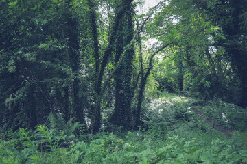 Obraz premium Woods in forest, Orkney Islands Scotland.