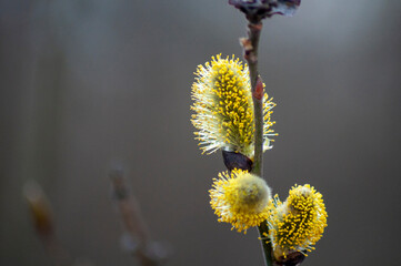 Pussy-willow branches with catkins, spring blurred background